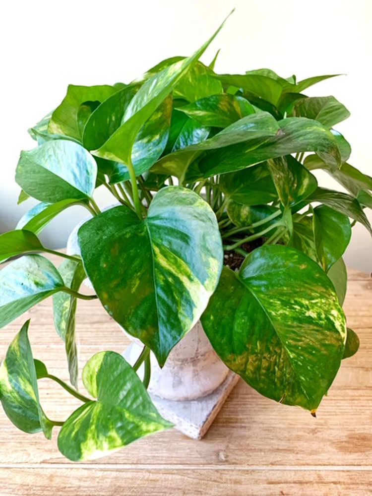 Product_Golden Pothos_IMG-0938.jpg