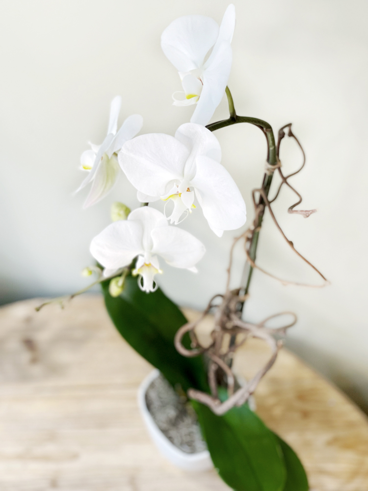 Product_Phalaenopsis Cascade_IMG-4281.jpg