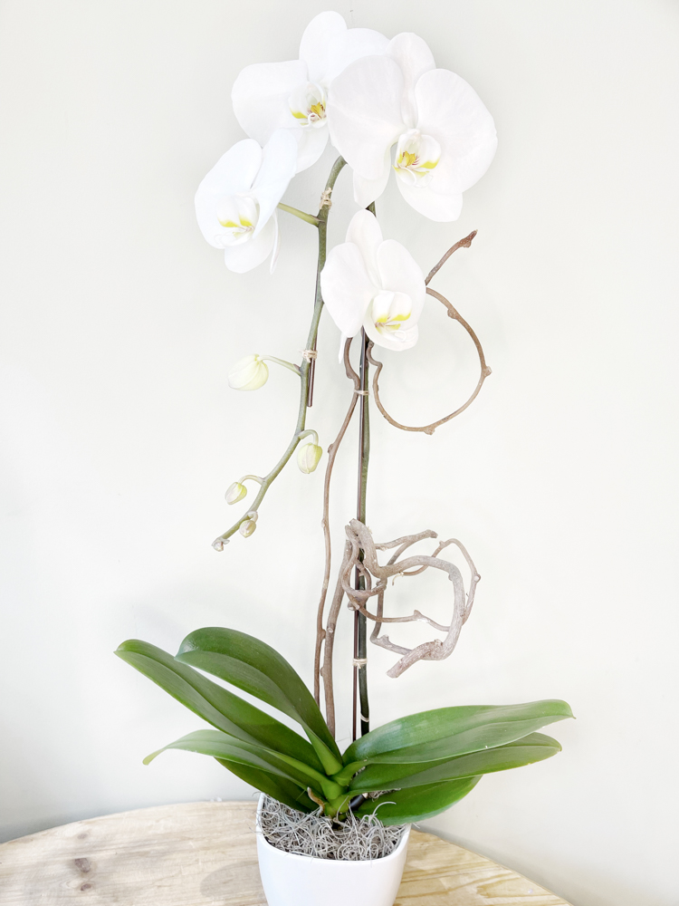 Product_Phalaenopsis Cascade_IMG-4284.jpg