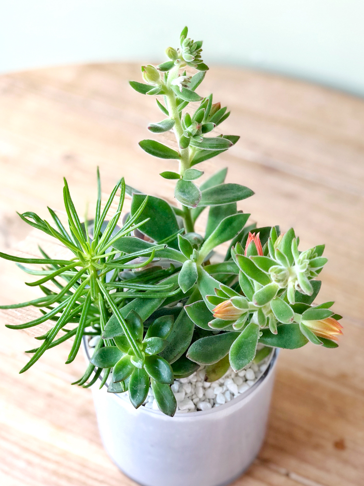 Product_Sleek Succulents_IMG-1833.jpg