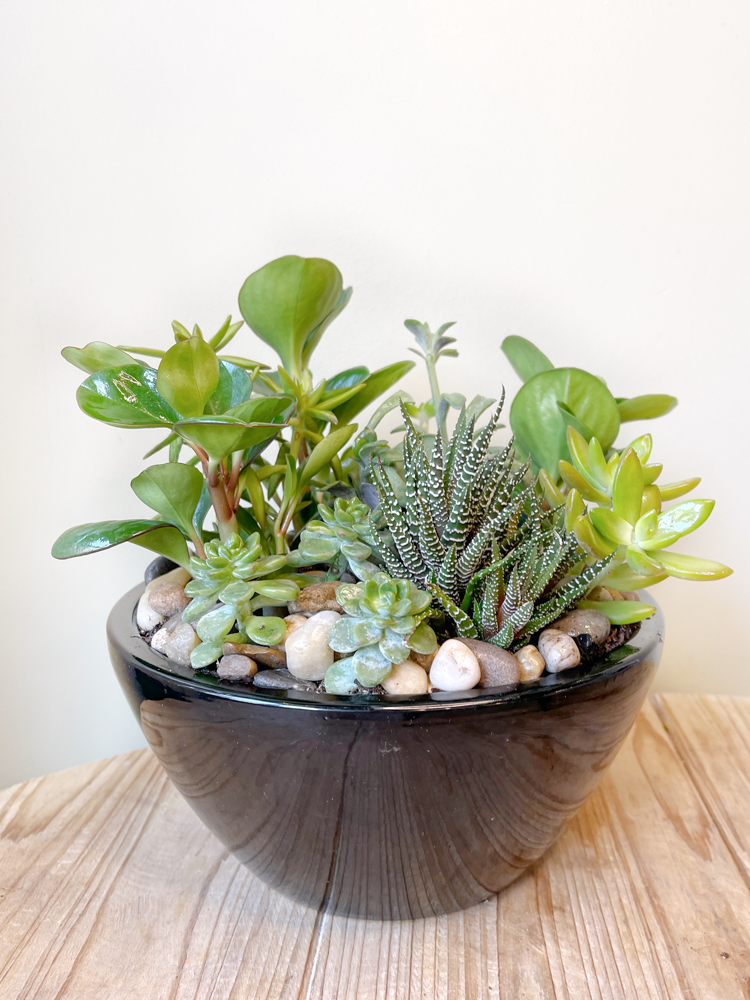 Product_Modern Succulents_IMG-3073.jpg