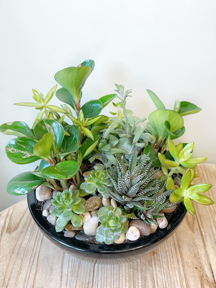 Product_Modern Succulents_IMG-3074.jpg