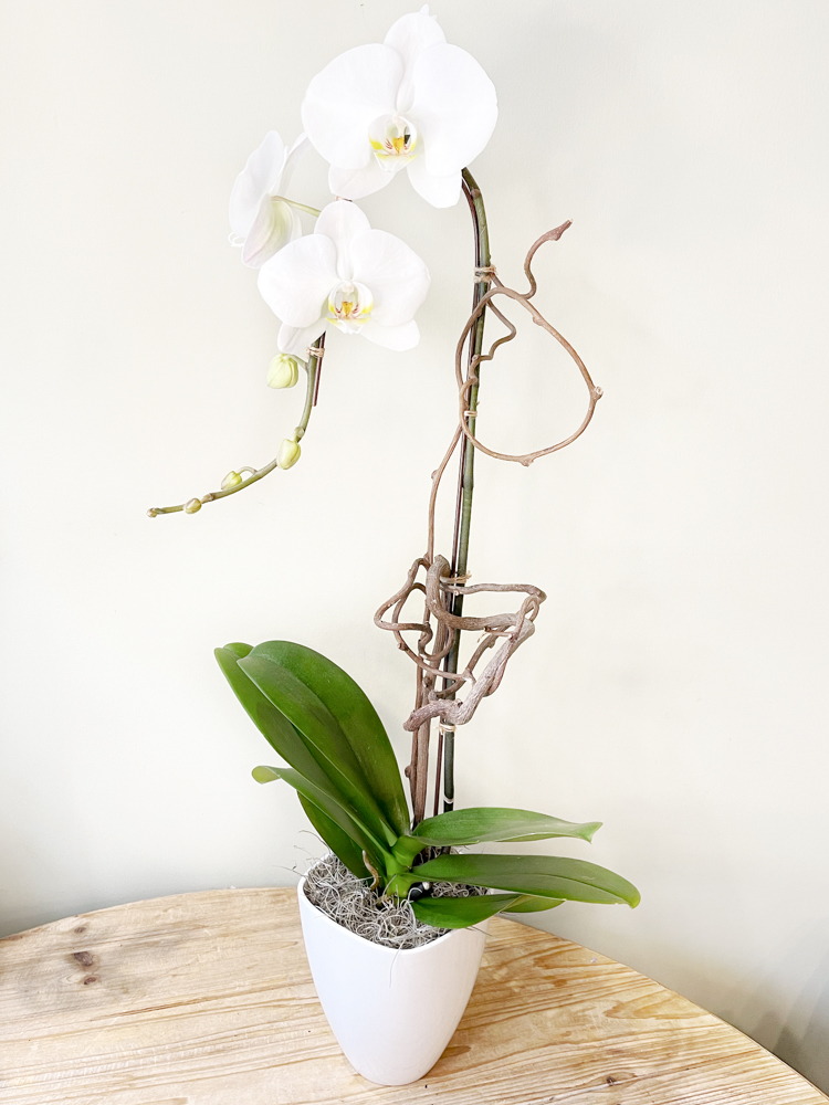 Product_Phalaenopsis Cascade_IMG-4279.jpg