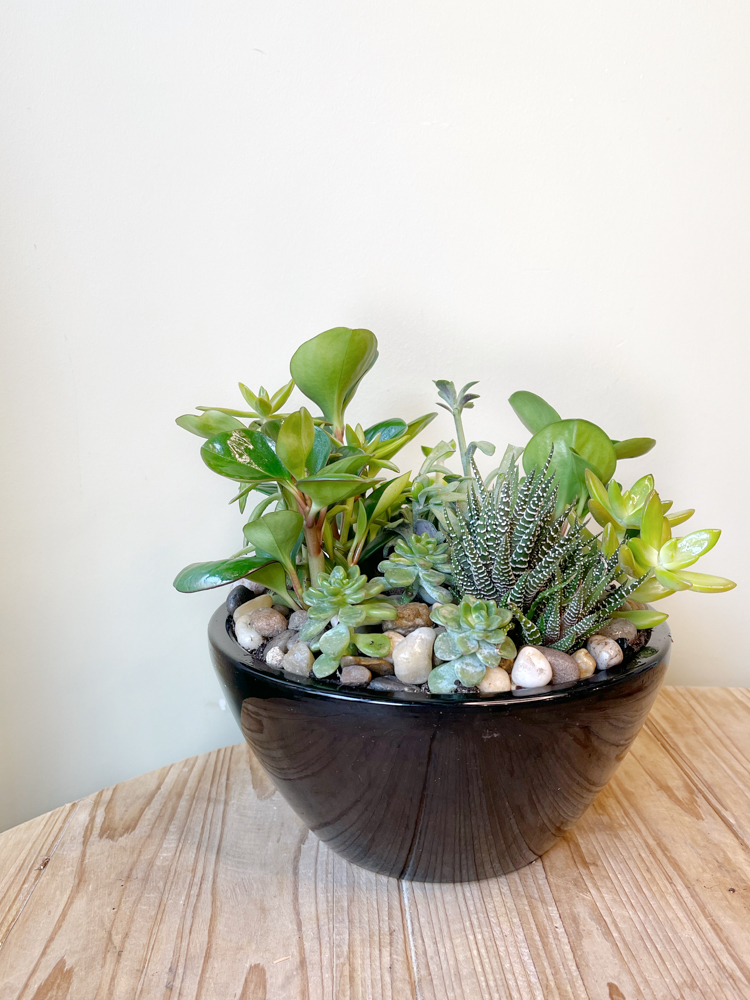 Product_Modern Succulents_IMG-3084.jpg