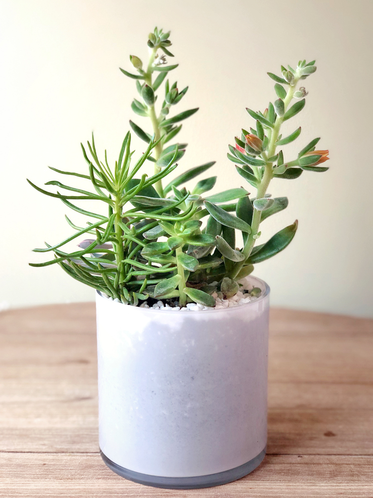 Product_Sleek Succulents_IMG-1832.jpg